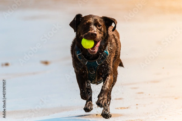 Fototapeta labrador retriever dog running on the beach with ball in mouth