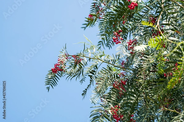 Obraz  pink pepper tree