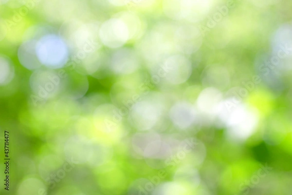 Fototapeta abstract blurred green background. design concepts