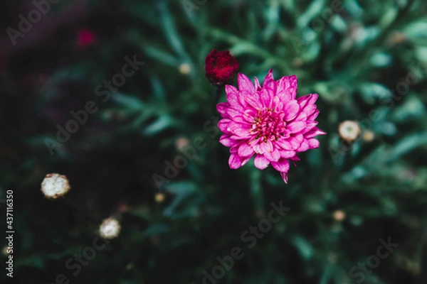 Obraz flower in the garden