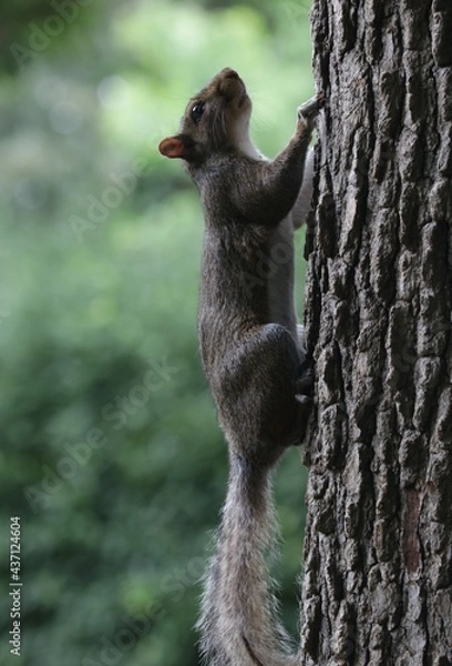 Fototapeta squirrel climbing up a tree