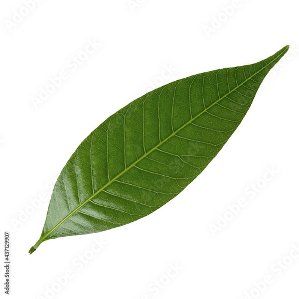 Obraz Mango leaf isolated on white background
