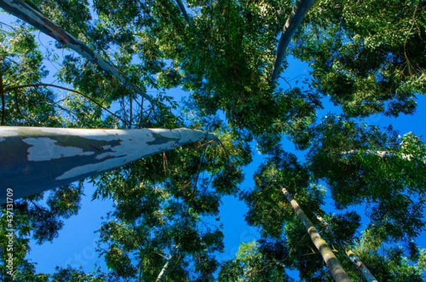 Fototapeta eucalyptus reforestation