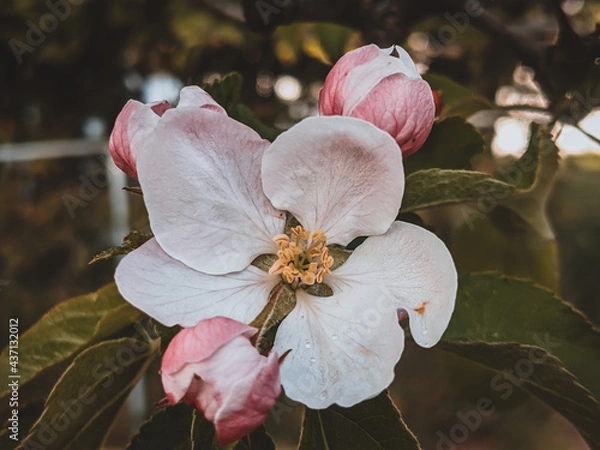 Obraz Apple Blossom