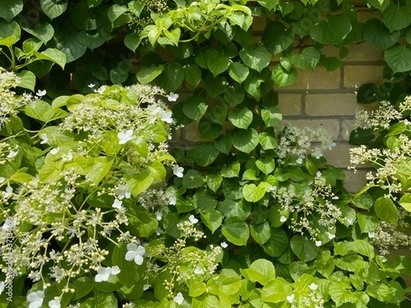 Obraz ivy on the wall