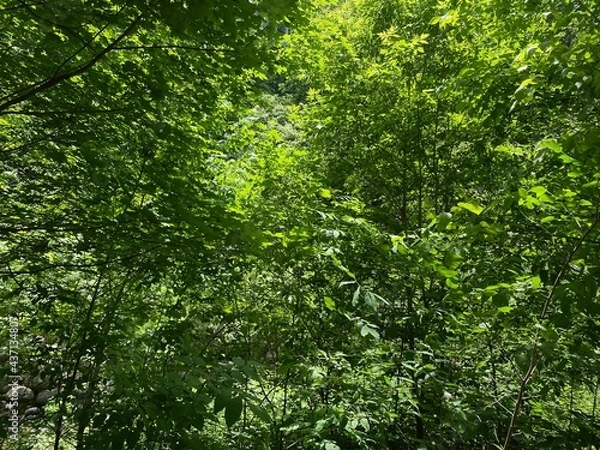 Obraz green forest background