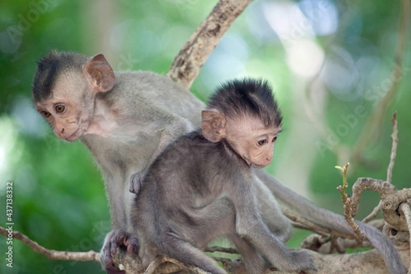 Fototapeta 可愛いサル