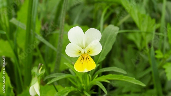 Fototapeta Forest flower surrounded by grass