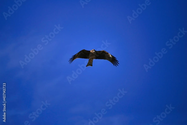 Obraz 青空を飛ぶトンビ