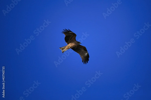 Fototapeta 青空を飛ぶトンビ