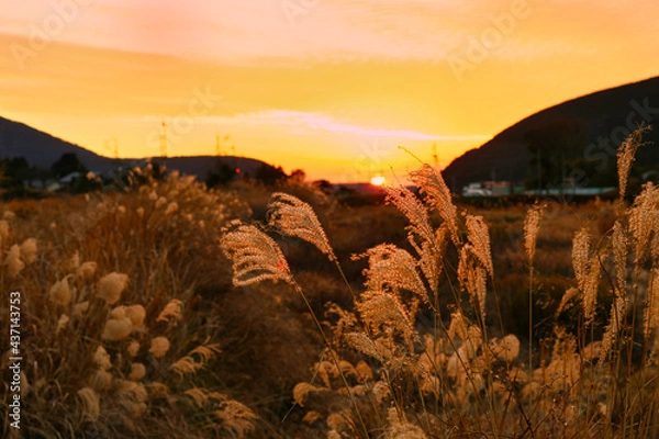 Obraz 夕日に輝くススキ