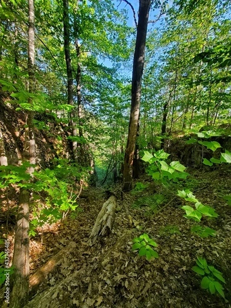 Obraz path in the forest