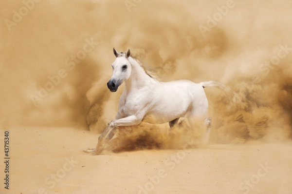 Fototapeta White Arabian Horse running in desert