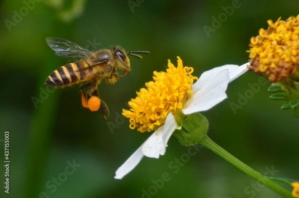 Fototapeta Honey Bee