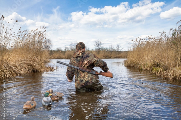 Obraz Waterfowler idzie po jeziorze z plastikowymi wabikami
