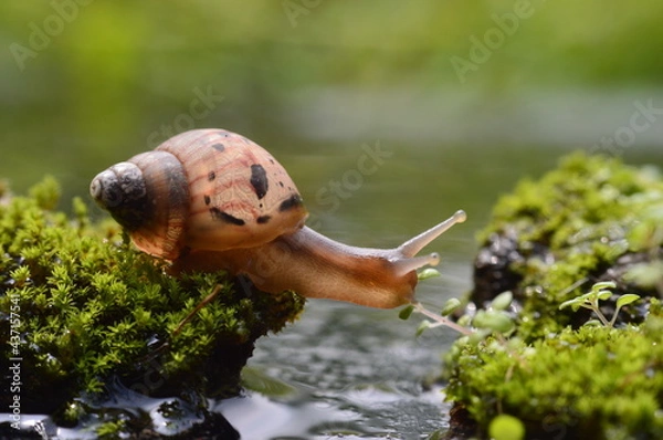 Obraz Beautifull snail