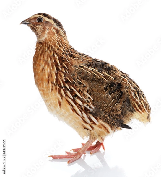 Obraz Przepiórka japońska