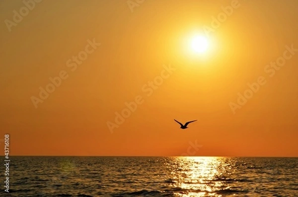 Obraz Sunset sky with seagull