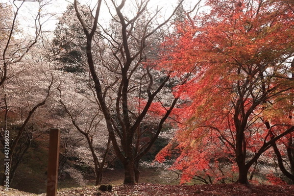 Fototapeta 四季桜