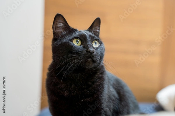 Fototapeta 見上げる黒猫