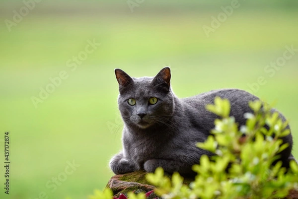 Fototapeta grey cat on the in bushes