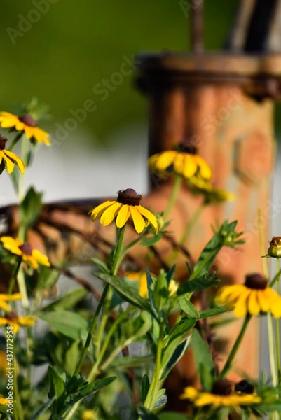 Fototapeta black eyed susan 