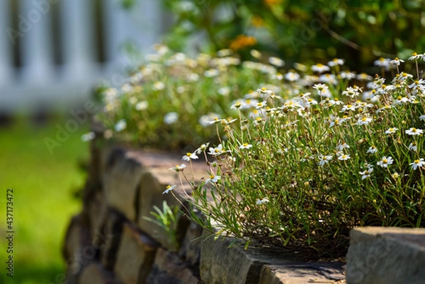 Fototapeta green moss on a fence black daisys