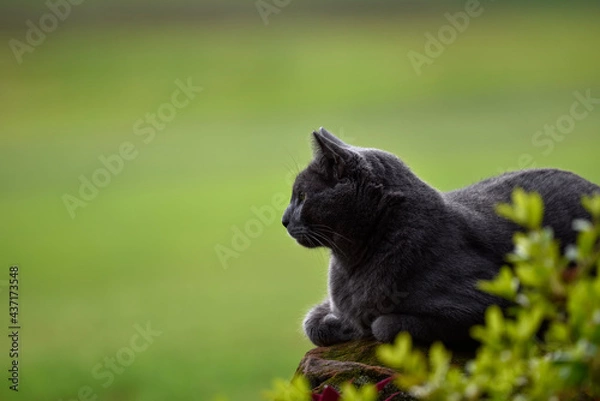 Fototapeta dark grey cat on rock soft green background