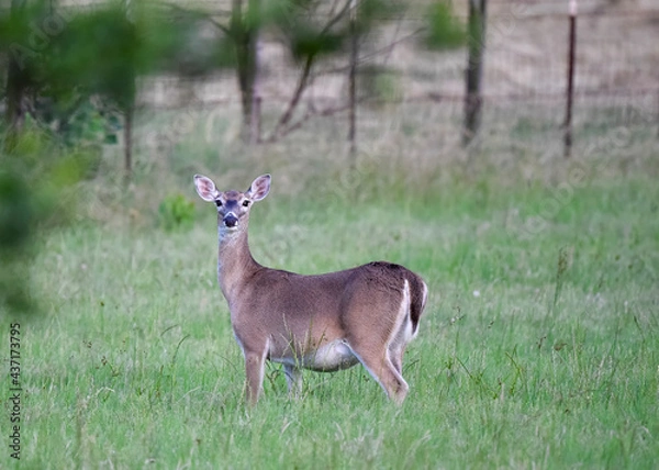Fototapeta white tailed deer