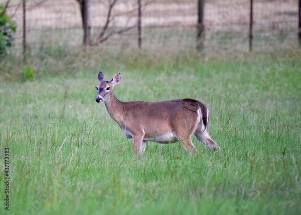 Fototapeta white tailed deer doe