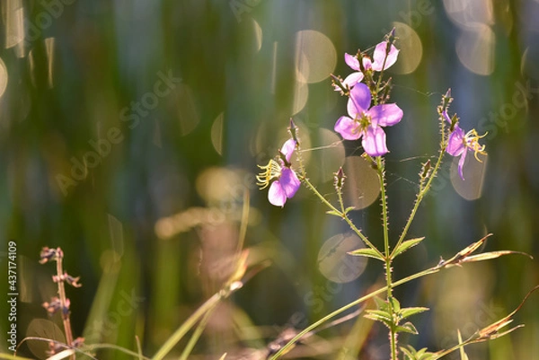 Fototapeta flowers