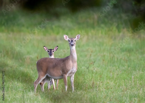 Fototapeta white tailed deer on alert