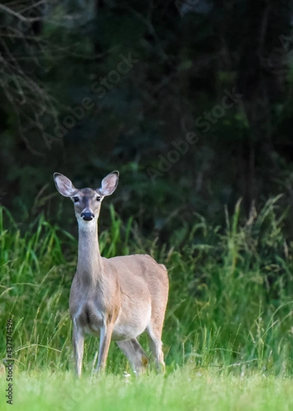 Fototapeta white deerlooking at you