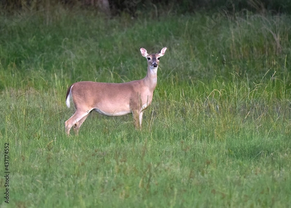 Fototapeta deer in the woods on alert