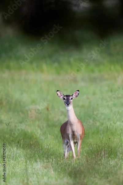 Fototapeta young deer on alert