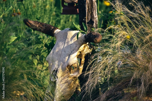 Fototapeta cow scull and mexican grass