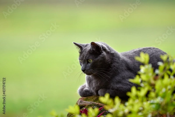 Fototapeta grey cat green background 