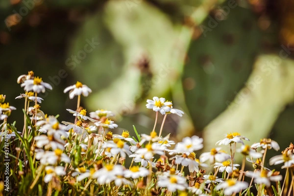 Fototapeta black daisies