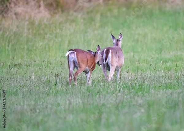 Fototapeta white tailed deer walking away 
