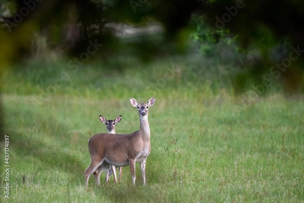 Fototapeta white tailed  deer on alert