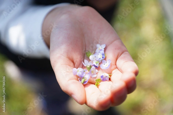 Fototapeta 手にのせた野の花