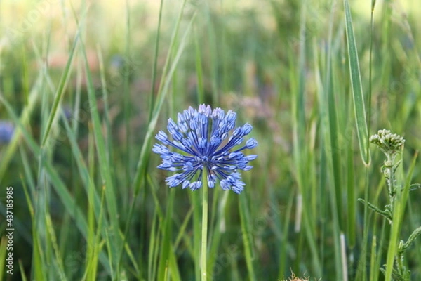 Obraz blue flower in the grass