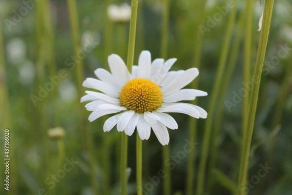 Obraz Chamomile in the grass