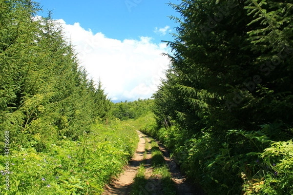 Obraz path in the forest