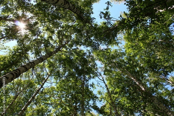 Obraz green leaves and sky