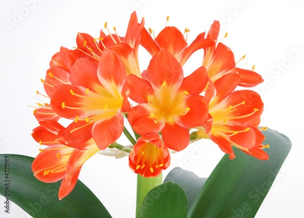 Obraz clivia 9