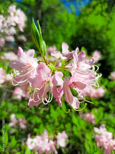 Fototapeta Close up of pink azalea blossoms or Rhododendron plant with flowers. Ericaceae evergreen shrub. Natural flower background. Summer nature concept
