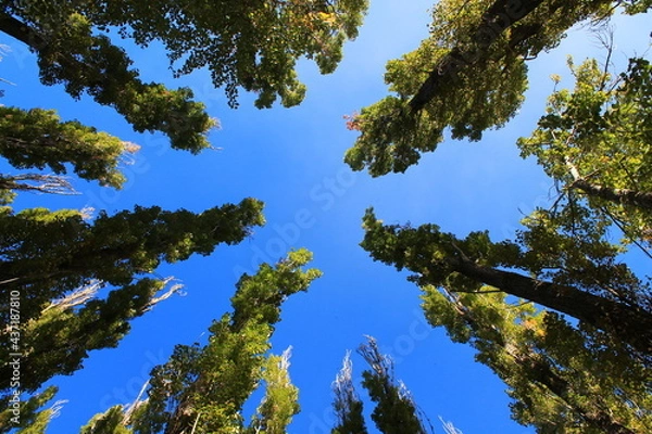 Obraz trees poplar against sky