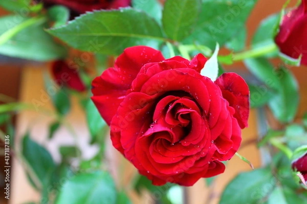 Obraz red rose in garden