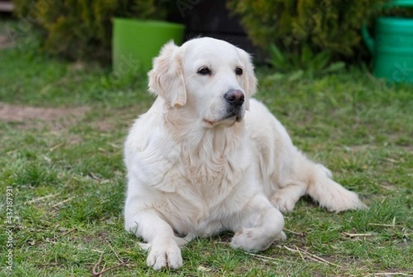 Fototapeta labrodor, retriever white dog lying in the grass and looking forward